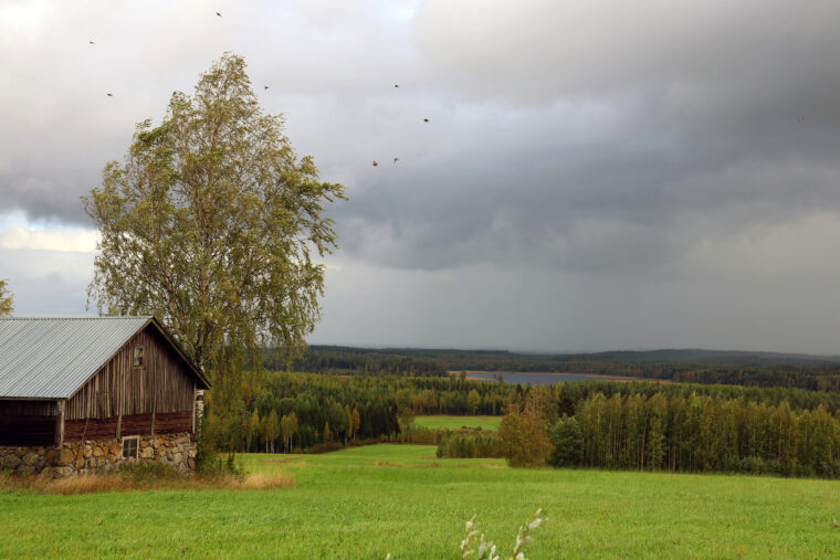 Kyrsyäntiellä korkealla Väätälänmäellä oli tänään puolen päivän aikaan myrskyisä tuuli, joka lennätti lintuja kovaa vauhtia.